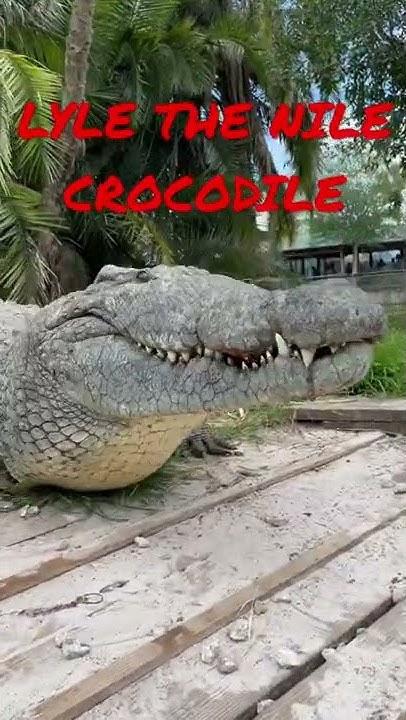 FEEDING LYLE THE NILE CROCODILE! - YouTube