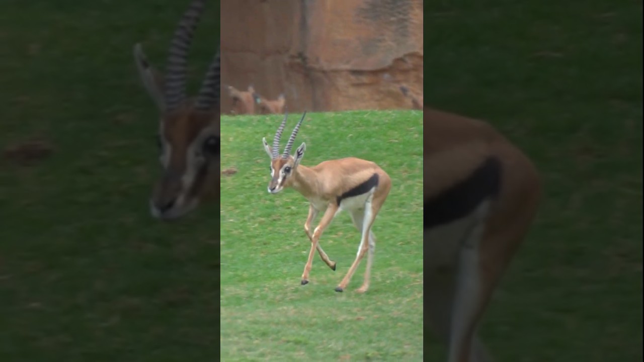 El macho del segundo #mamífero más veloz de África ya corre por la sabana de #BIOPARC #Valencia 🌍