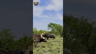 La Furia de los Monstruos de la Sabana | Documental Animal #shorts