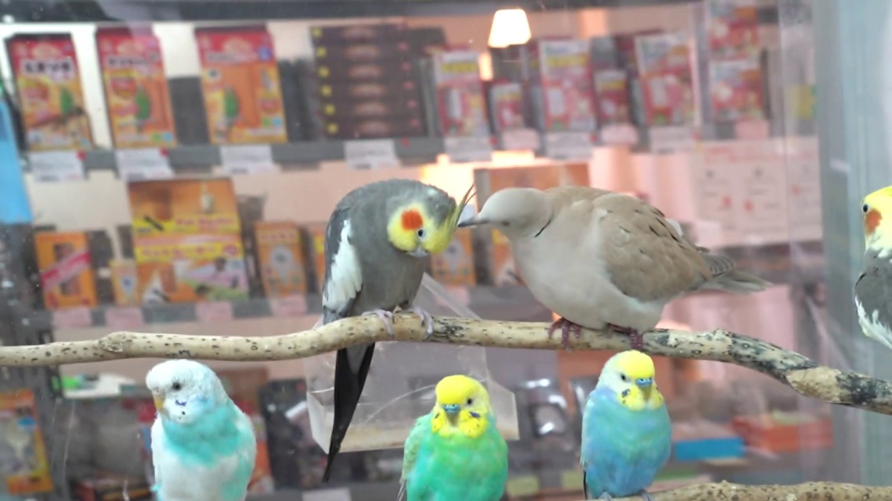 小鳥ふれあい部屋 とりっぴー小鳥用品専門店 Youtube