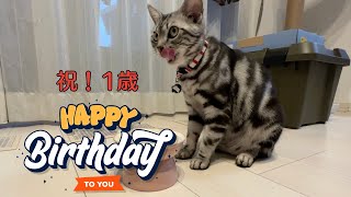 【猫・1歳】祝隊長HAPPY BIRTHDAY