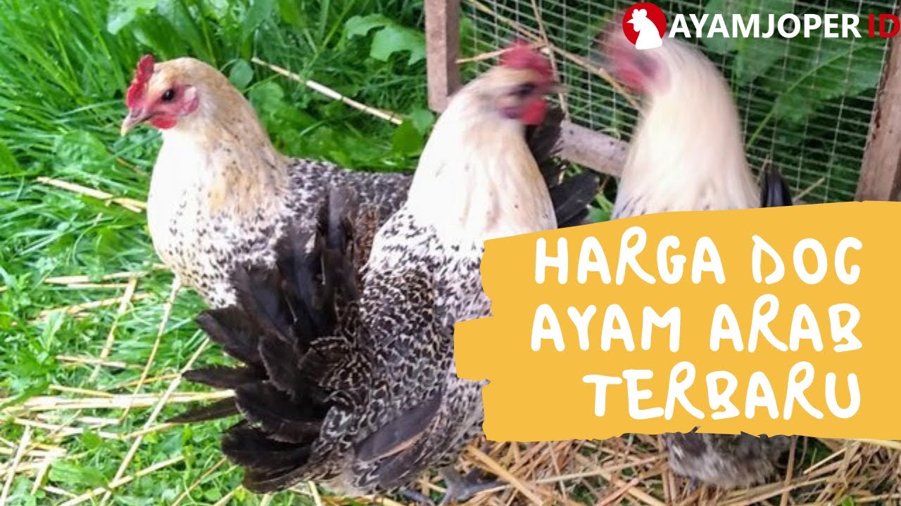 Harga Doc Ayam Arab Terbaru 