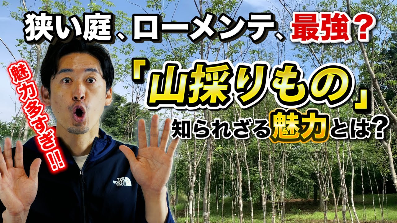 雑木の庭 小さい庭 ローメンテ メリット盛りだくさんの山採りものの木とは Youtube