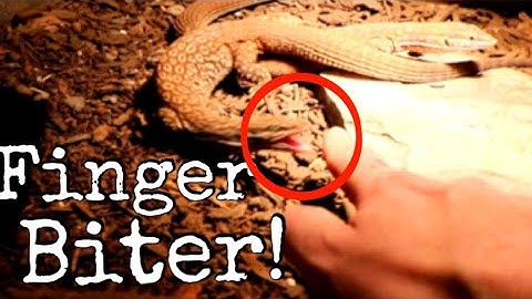 How I Tame All Of My Monitors And Defiantly Not Get Bit Ever, Even In The Video