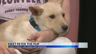 Furry Friday: Meet Peter The Puppy