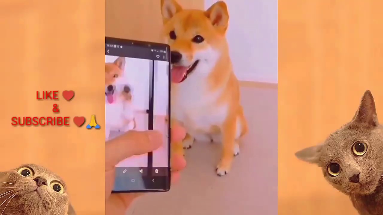 great-pet-shots-funnypet-funnydogs-funnycat-youtube