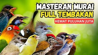 Download Lagu Masteran Murai Komplit Full Isian Tembakan Mewah Terbaru MP3