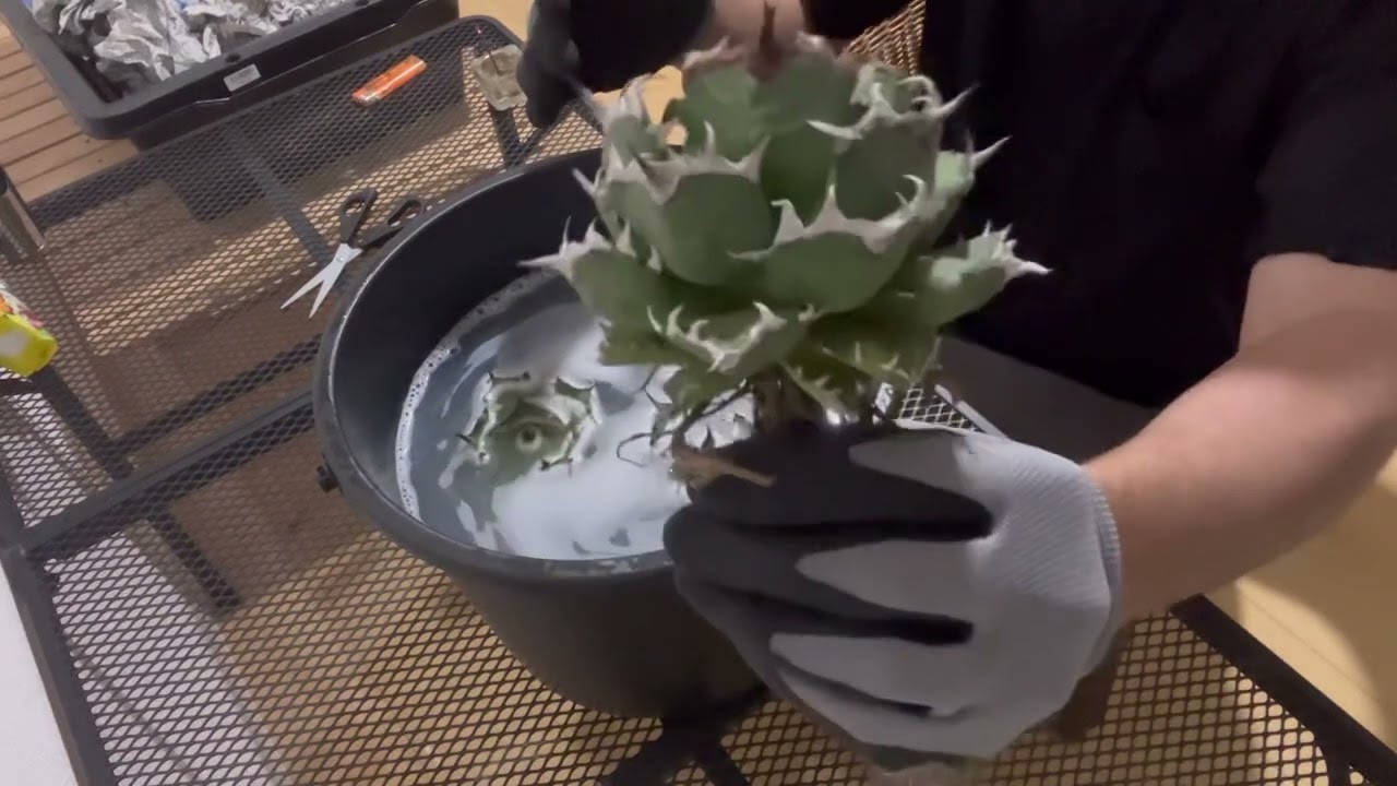 ベアルートアガベ。ベンレート漬け〜