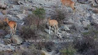 Ladakh Urial or Shapu herd grazes on Seabuckthorn shrubs in Ladakh mountains along Zanskar river