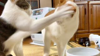 この件に関しては右パンチを許してあげたい