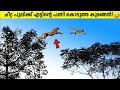     animals that messed with wrong opponents malayalam  storify