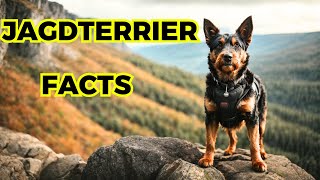 Jagdterrier Dog - Top 10 Interesting Facts by Jungle Junction 96 views 1 month ago 8 minutes, 52 seconds