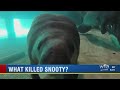 South Florida Museum staff explain tragic death of Snooty the manatee