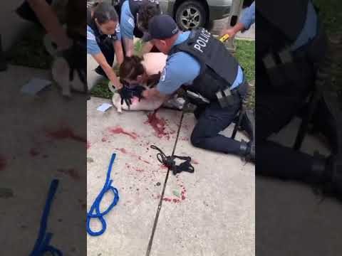 Polisin pitbullu acımasızca öldürmesi