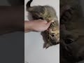 Meet the CUTEST Cat Family Members Ever! - 026