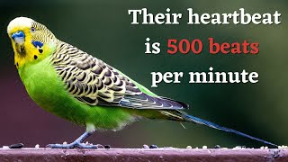 11 New (Budgerigar) Budgie Facts You Didn't Know [Must Check #3]