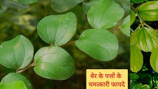 अगर आप बेर के पत्ते के फायदे जान गए तो बेर से ज्यादा उसके पत्ते खाओगे कई बीमारियो का इलाज है यह