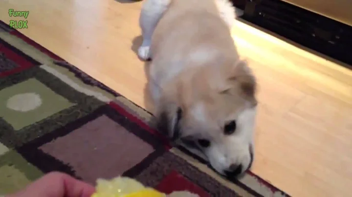 Funny Cats and Dogs vs Lemons Compilation 2014 NEW HD