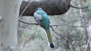 Elegant Trogon Of Madera Canyon Arizona