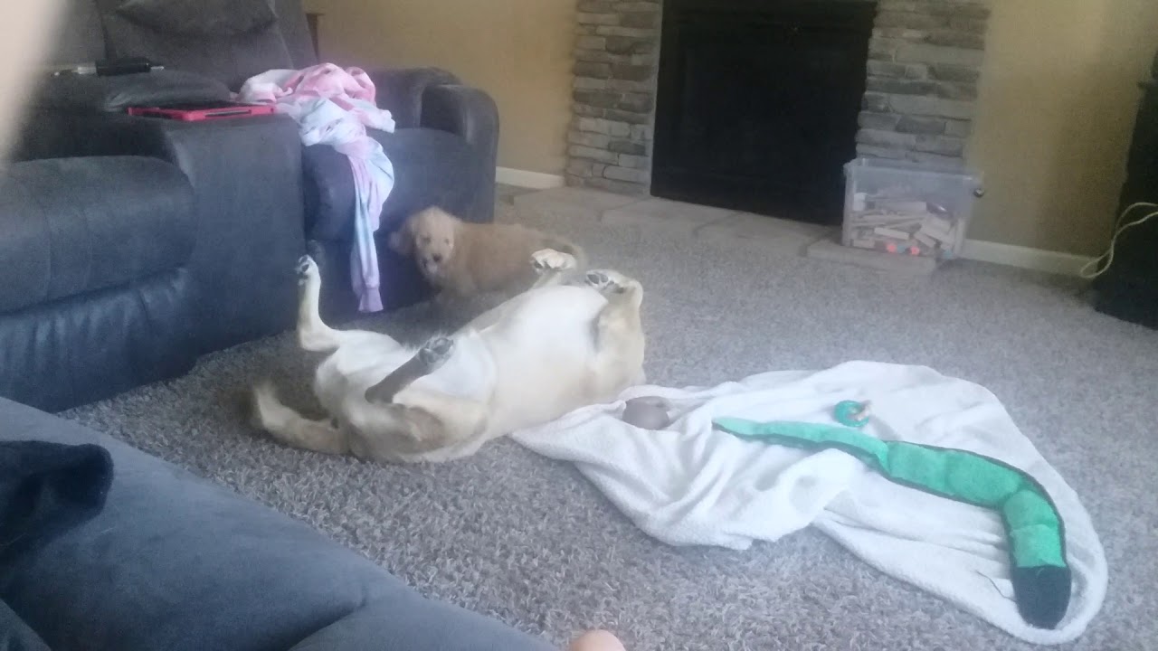 Puppy Wrestles With Dog and Wins YouTube