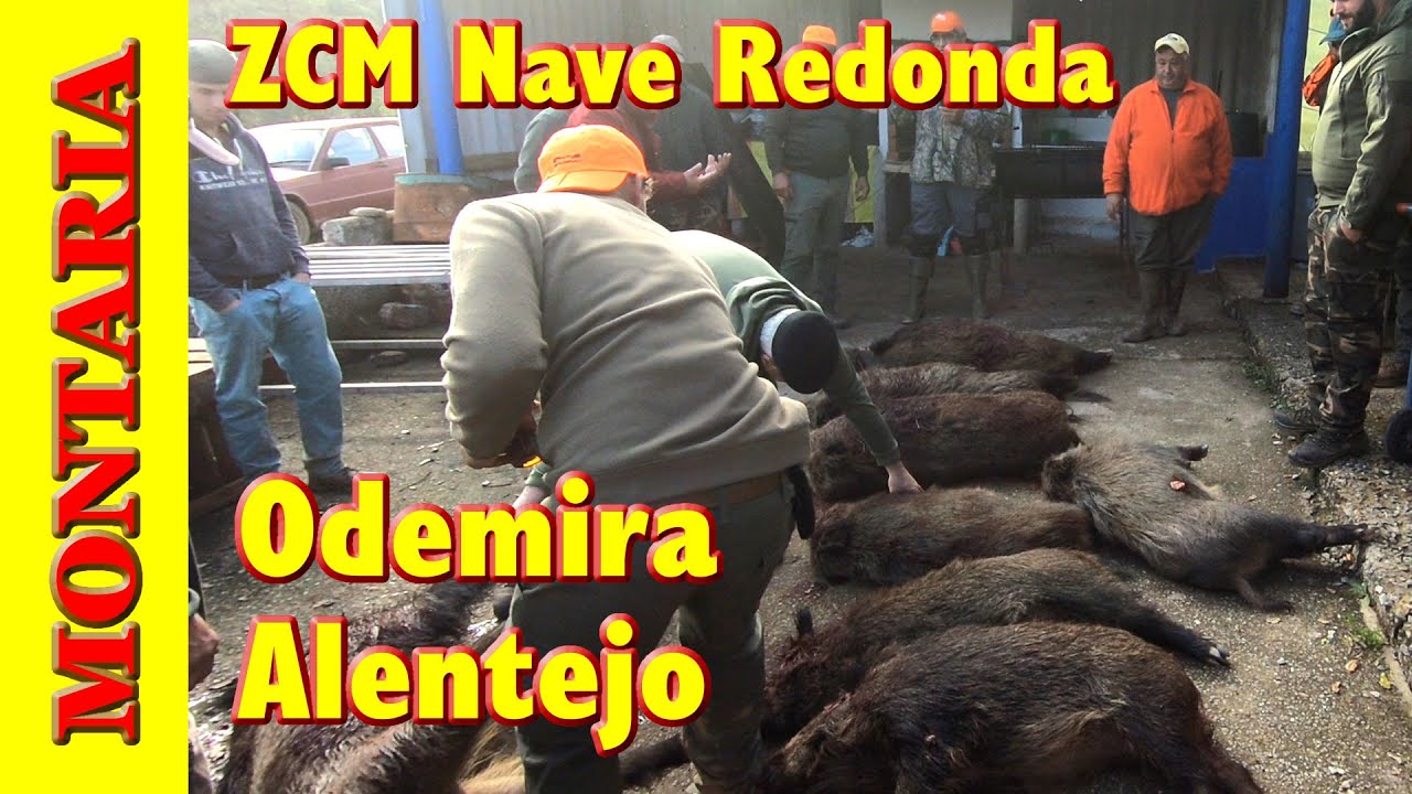 Montaria aos javalis na ZCM de Nave Redonda, Odemira, Alentejo. Grupo de amigos a caçar Javalis.