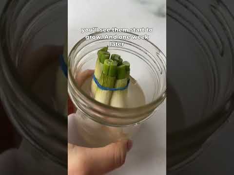 Video: Can You Rerow Green Onions In Water - How To Grow Green Onions In Water
