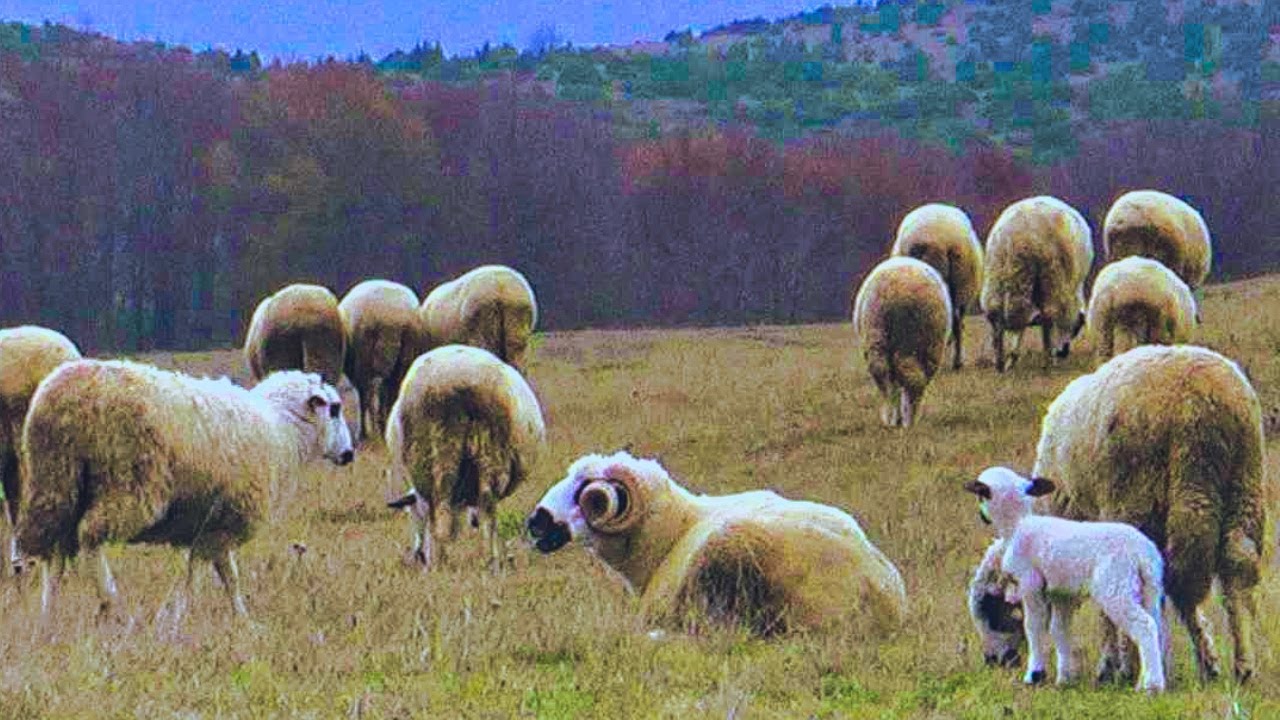 Pešter : Istraživanje najhladnijeg kraja Srbije