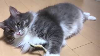 ヘビにかぶりつく猫 ノルウェージャンフォレストキャットCat not afraid of snake.Norwegian Forest Cat.