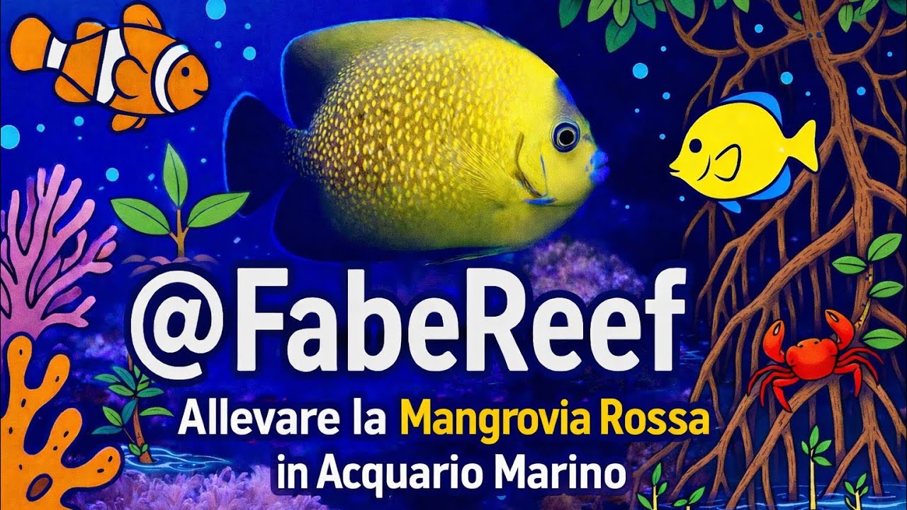 Mangrovia in acquario marino. Consigli utili per mantenerla sana e rigogliosa 