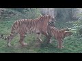 Erlebniszoo Hannover - Chinesische Leoparden - Sibirische Tiger
