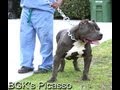 Big Bully pitbull Dog Collars Best custom dog collars  feat BGK's The Rock pit bull