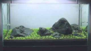 Hakkai Iwagumi Challenge Update 1