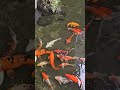Visit a cafe shop. They having lots of koi fish wow 😳 #fish #koifish #koi