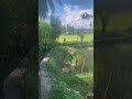 Pemandangan Sawah yang idah di Desa #desa #sawah #nature