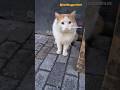 Masum Sokak Kedisi #turkishcat #catshorts #cat #kedi #kediseverler #kediler #sokakkedileri #cats