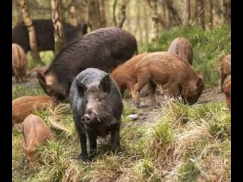 Video: Marsi është Miratimi I Muajit Të Derrit Të Guinesë Së Shpëtuar - A Bëjnë Derrat E Guinesë Kafshë Shtëpiake Të Mira?