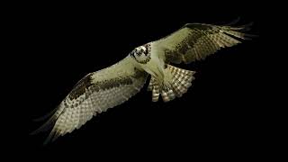 A hawk screeching Sound Effect.