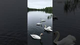 Just swanning about…