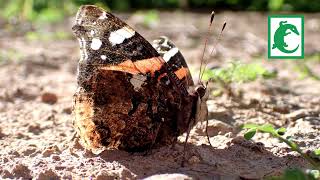 Mariposa Vanessa atalanta