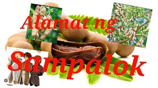 Alamat ng Sampalok #kwento #alamat #bedtimestories #fiction