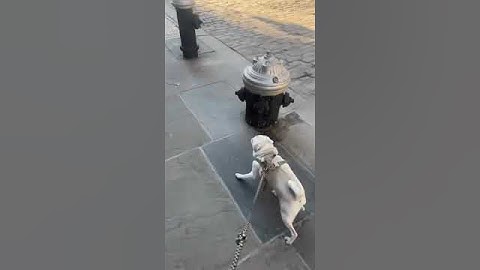 World’s first pug with a pastry GPS system #pug