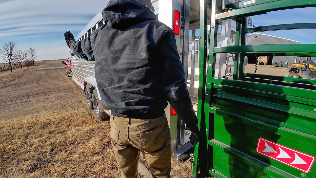 Heifer Pairs take Maiden Voyage on our New Trailer