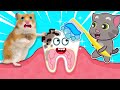 Hamster and Talking Tom brush the shark's teeth | Amazing Hamster