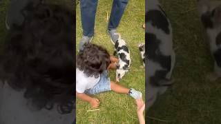 Baby laugh …. Avi vs animals 🤣#shorts #cutebaby #babylaughing