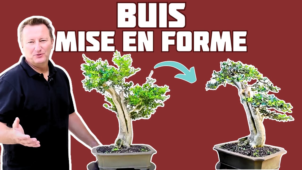 FORMER un BUIS en BONSAÏ 🌱 NEJIKAN BONSAI 🌱