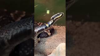 Gladis Porter ZOO vipers attraction