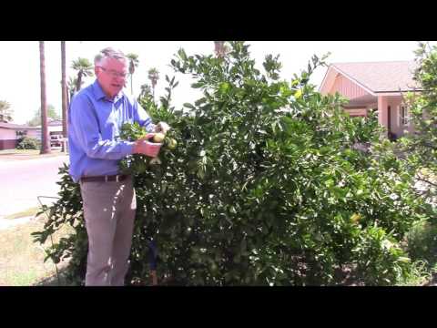 Video: Lime Tree Gieter - Wanneer En Hoe Om 'n Lemmetjie In 'n Pot nat te maak