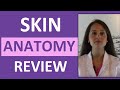 Anatomy Physiology Integumentary Skin System Overview 