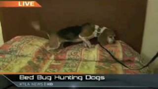 KTLA News with Mike Masterson - Bed Bug Dogs and Heat Treatment (Part 1)