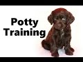 Puppy Training Tips Potty